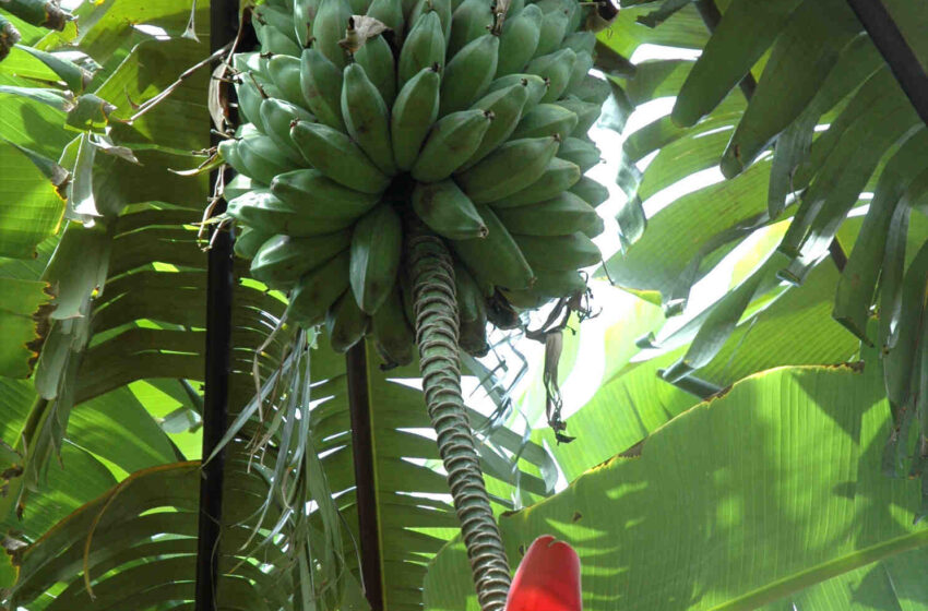 Quelles épices en Guadeloupe ?