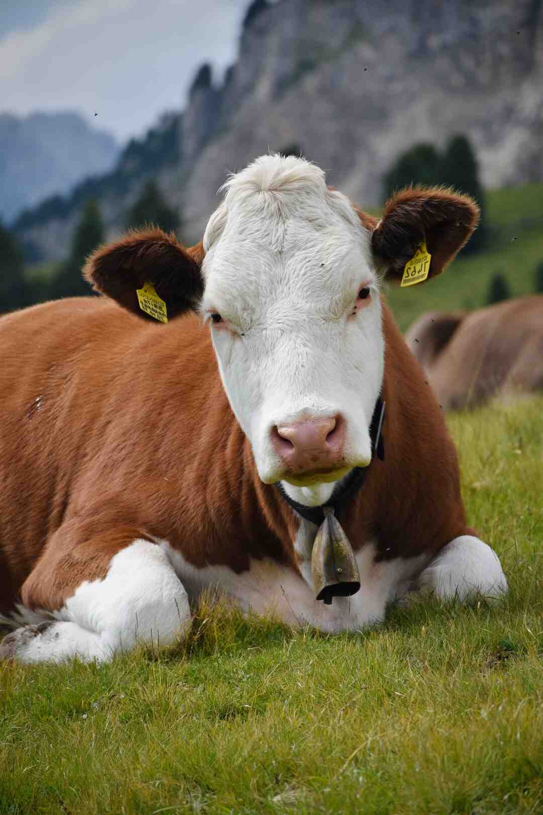 Quelles sont les races à viande ?