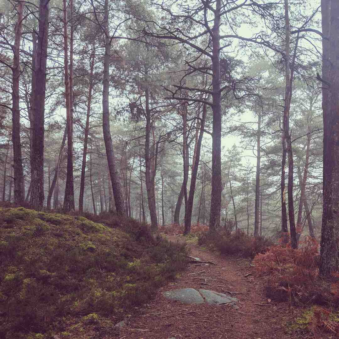 Quels érables entailler ?