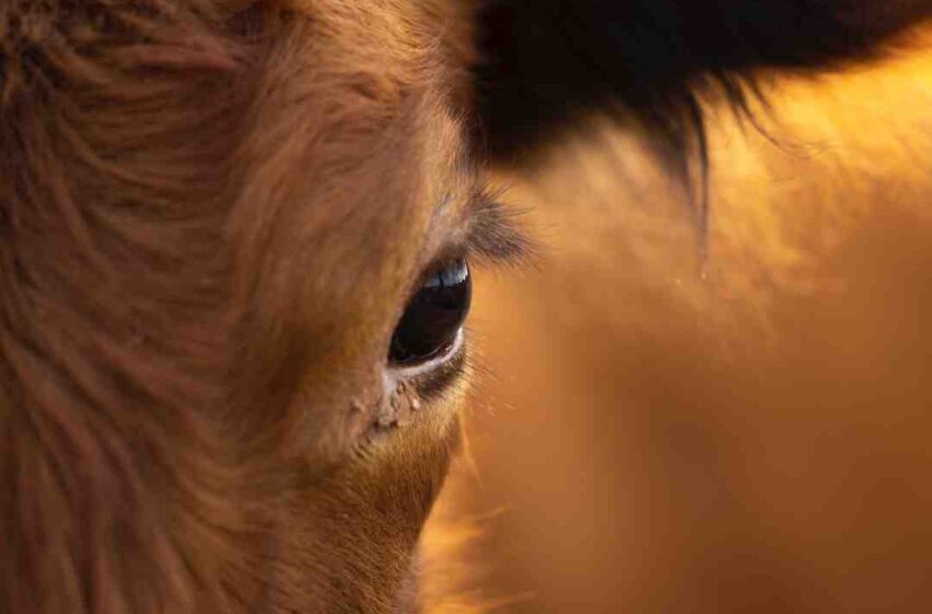 Quels sont les vaches à viande ?