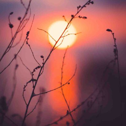 Qu'est-ce que l'on mange ce soir ?