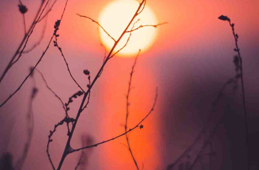 Qu'est-ce que l'on mange ce soir ?
