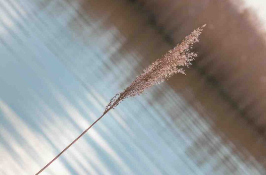 Qui fait du foie gras halal ?