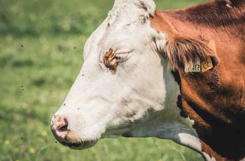 Comment faire cuire la viande bovine ?