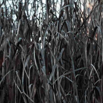 Comment faire dégorger un foie gras ?