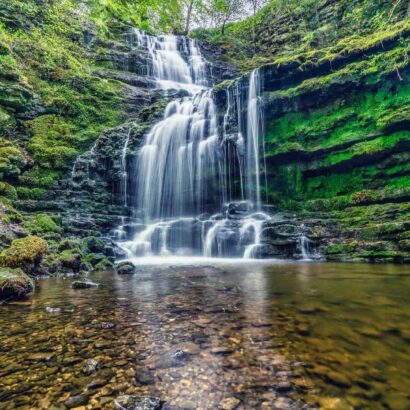 Comment faire du foie gras sans gavage ?