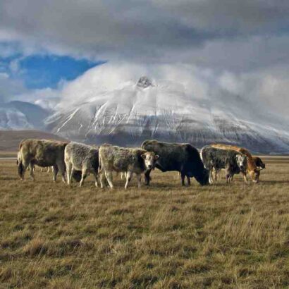 Comment faire mijoter de la viande bovine ?