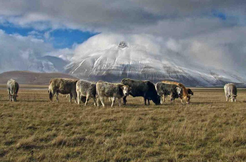 Comment faire mijoter de la viande bovine ?