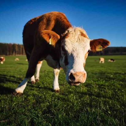 Comment faire un foie gras à la poêle ?