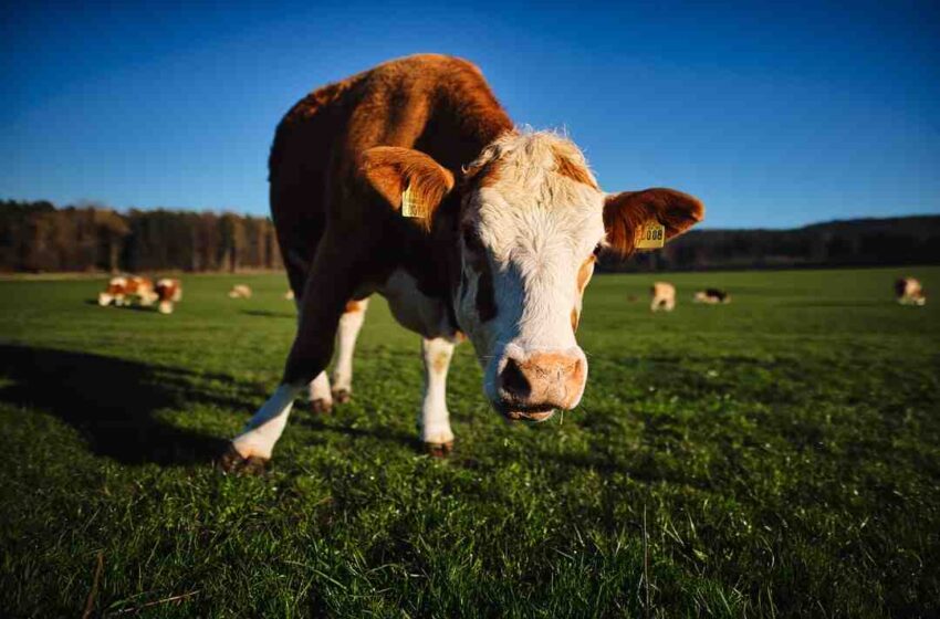 Comment faire un foie gras à la poêle ?