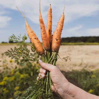Comment relever le goût des carottes ?