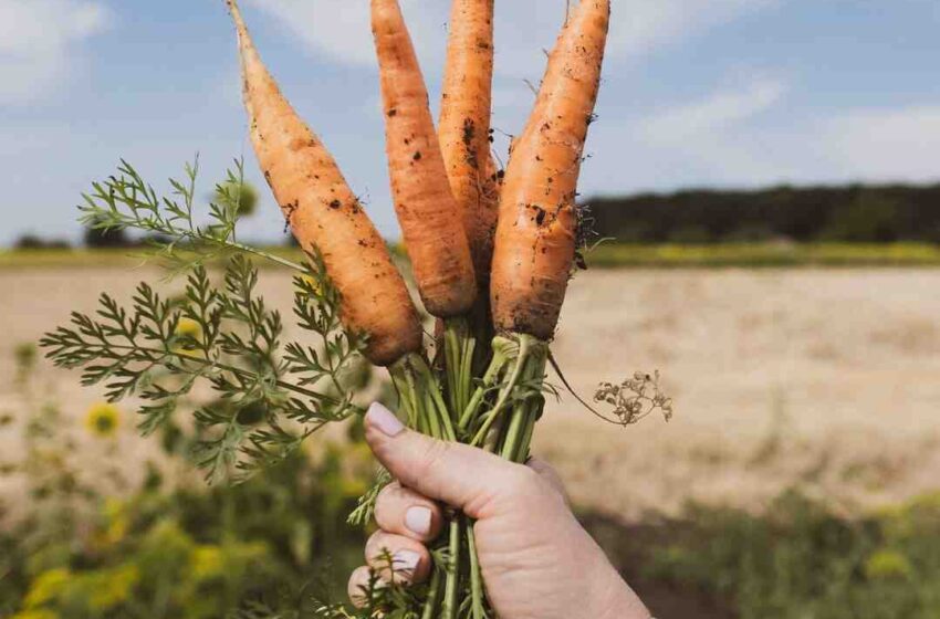 Comment relever le goût des carottes ?