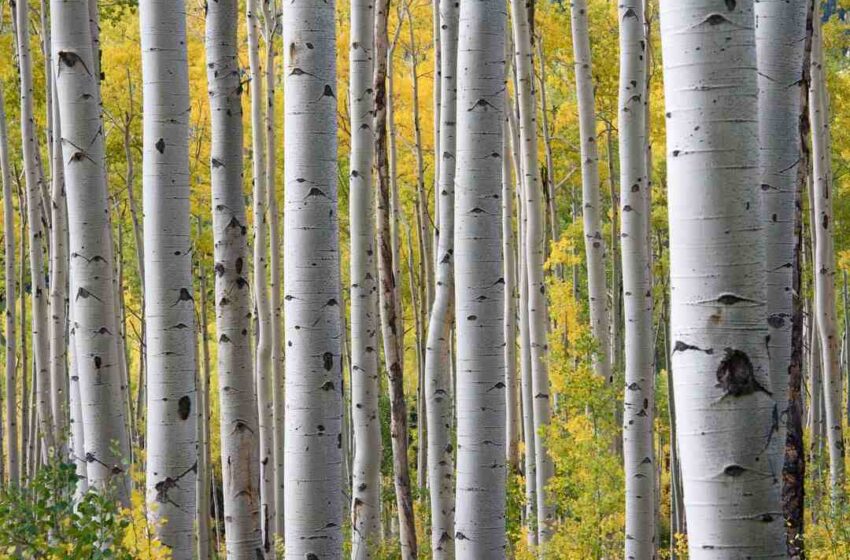 Comment s'appelle l'arbre du sirop d'érable ?