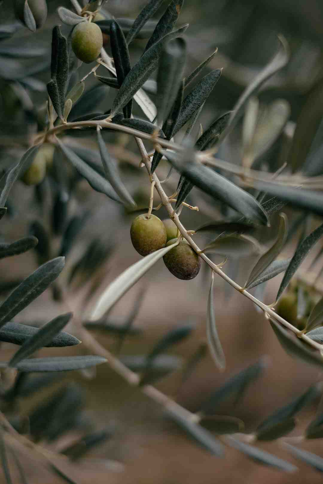 Est-ce que l'huile d'olive est bon pour le colon ?