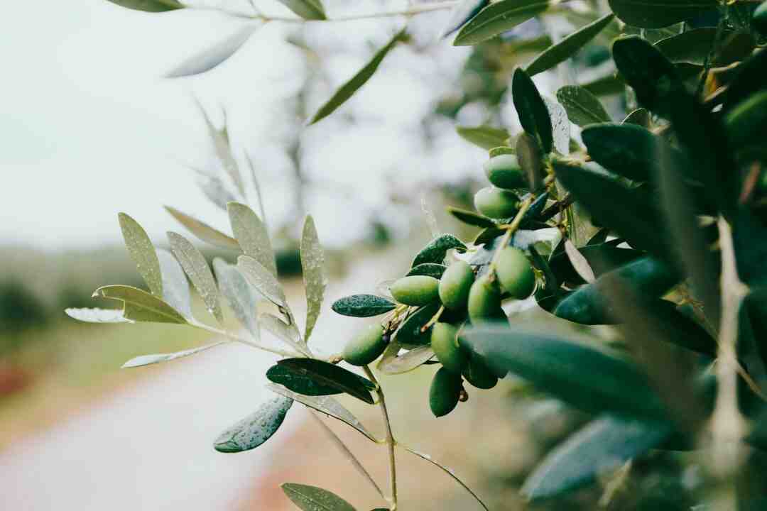 Est-ce que l'huile d'olive se garde longtemps ?