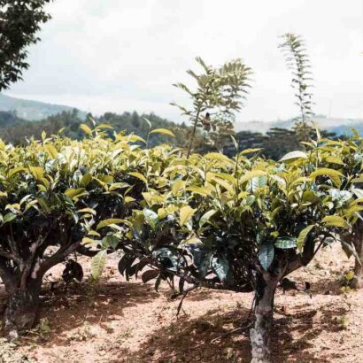 Où acheter des épices au Sri Lanka ?