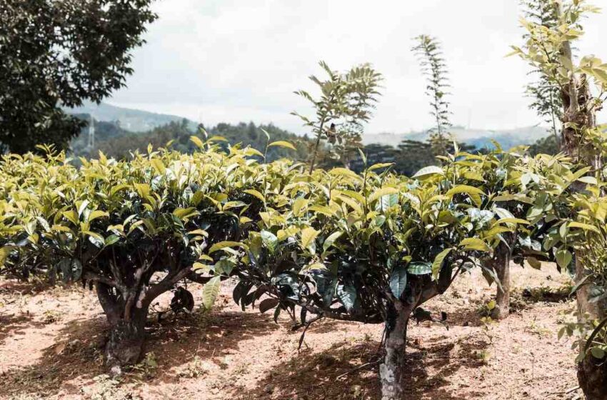 Où acheter des épices au Sri Lanka ?