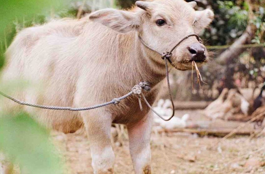 Pourquoi bœuf et pas vache ?