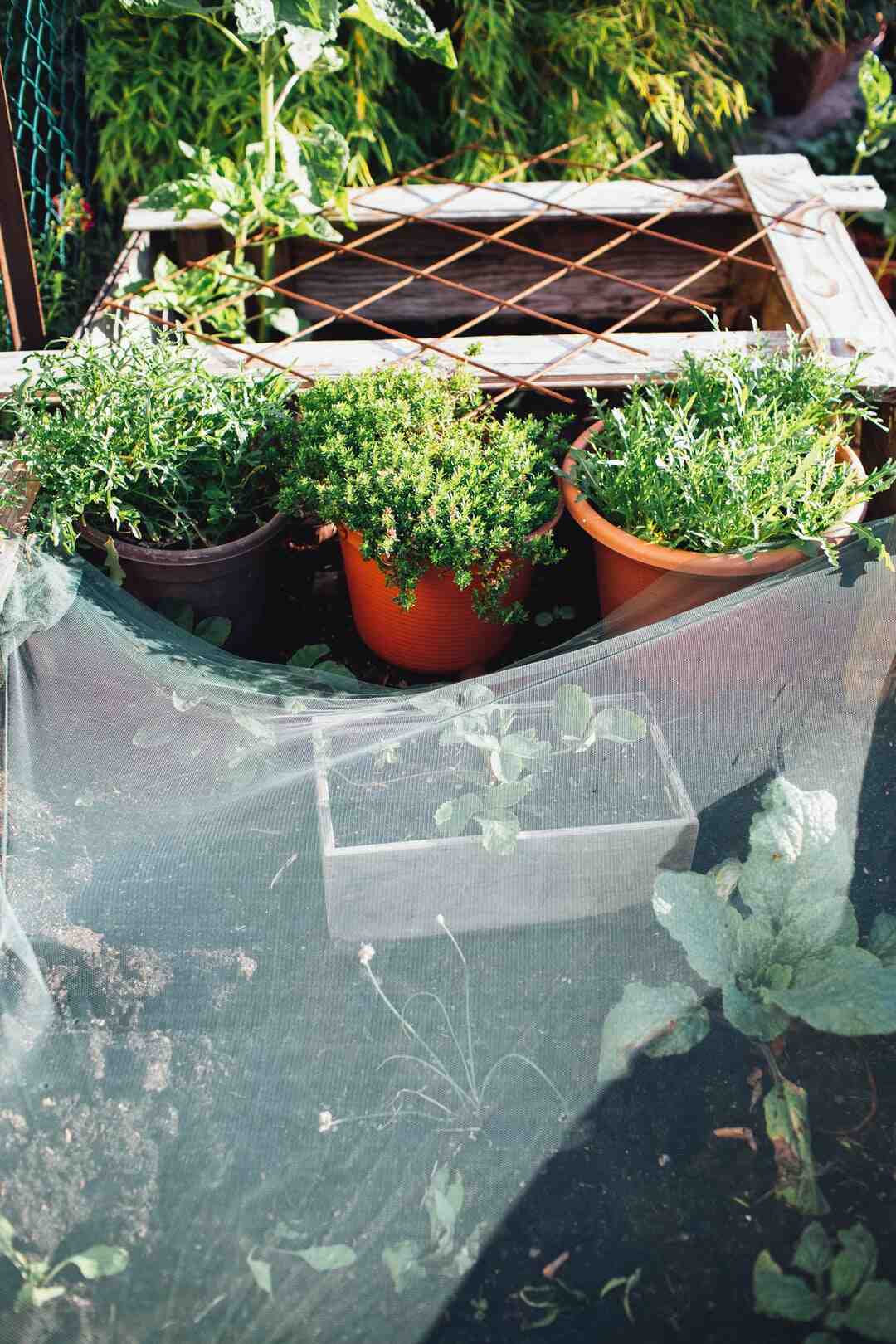 Pourquoi mettre du basilic au pied des tomates ?