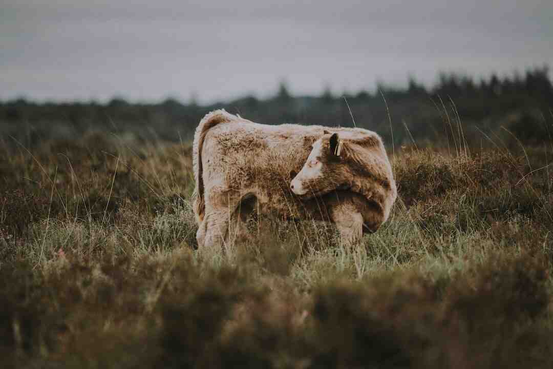 Pourquoi sortir la viande du frigo ?