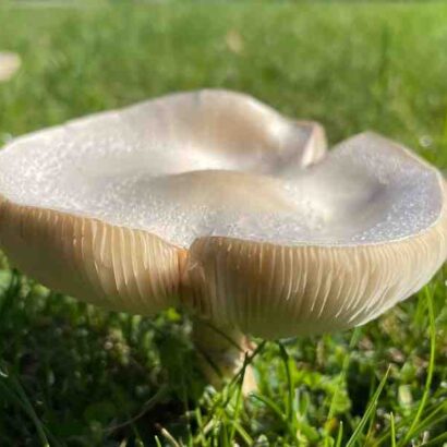 Pourquoi tasser le foie gras ?