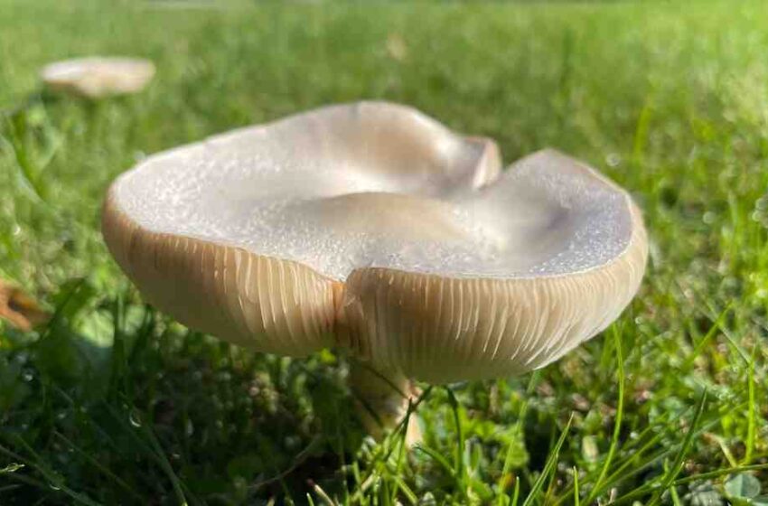 Pourquoi tasser le foie gras ?