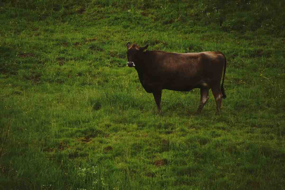 Quand mettre le sel et le poivre ?