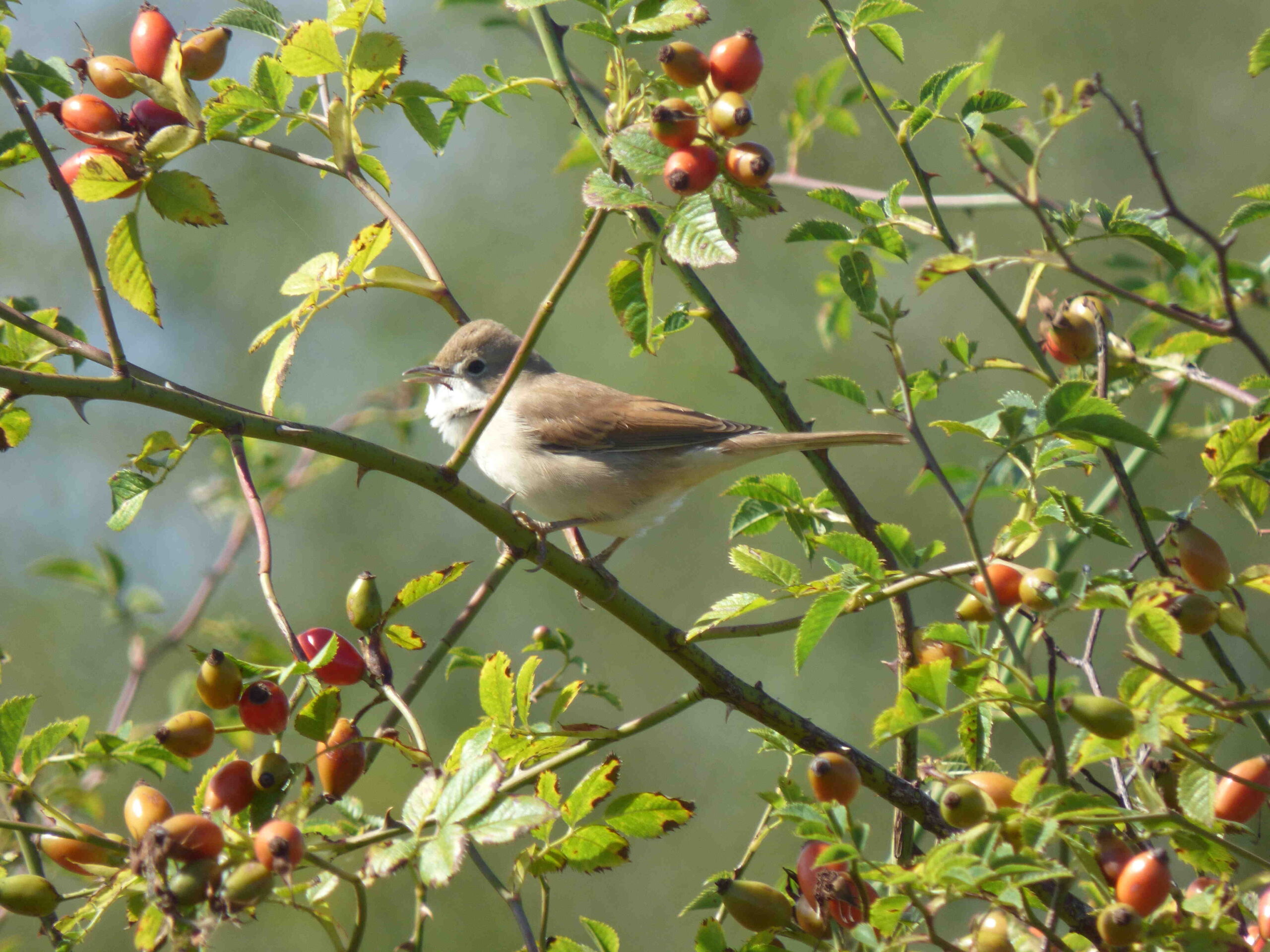 Quel épice fait baisser la tension ?