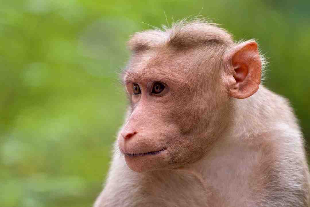 Quel est le meilleur cuisiniste Qualité-prix ?