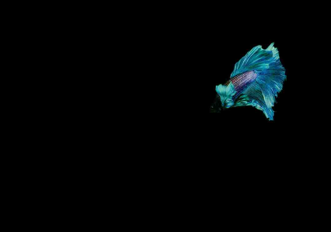 Quel est le poisson le plus cher au kilo ?