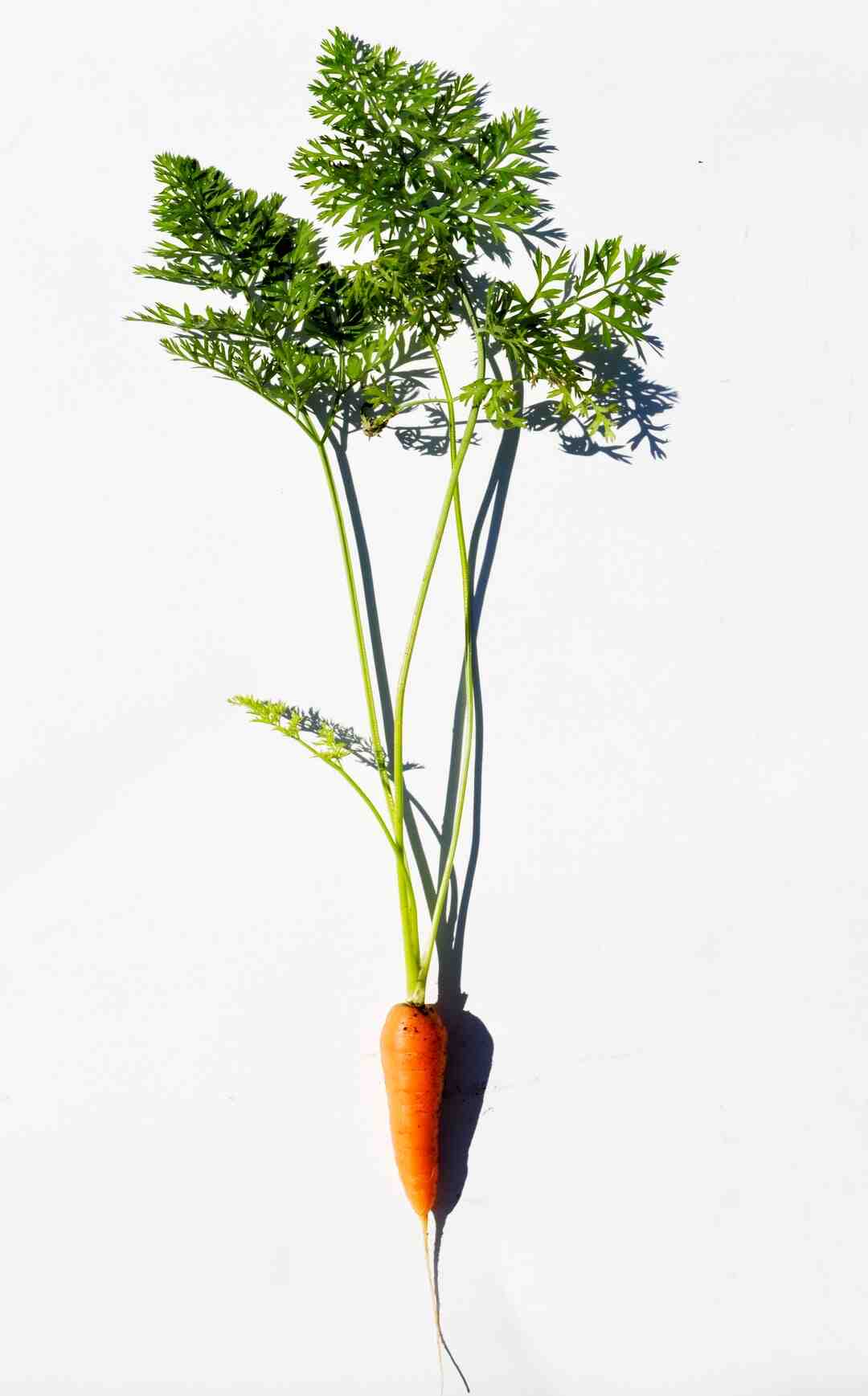 Quelle épice va avec quoi ?