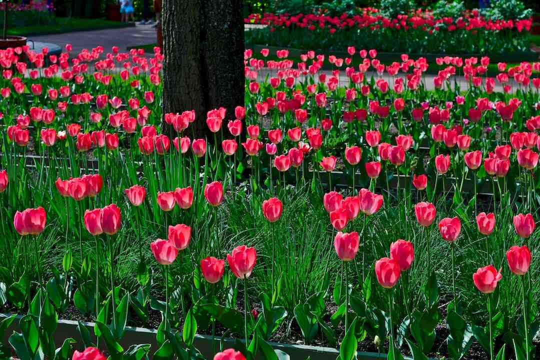 Quelle est la capitale des Caraïbes ?