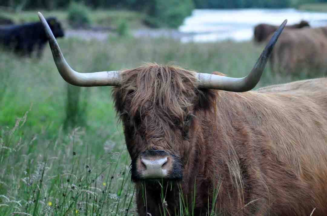 Quelle est la viande la plus dangereuse ?