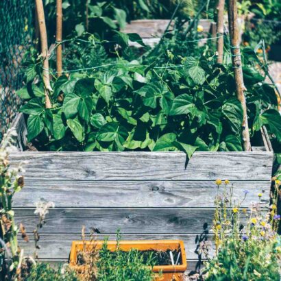 Quelles herbes pour les carottes ?