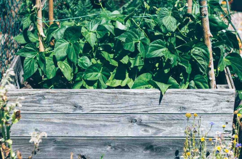 Quelles herbes pour les carottes ?