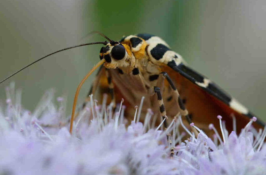 Quelles sont les 4 classes de sirop d'érable ?