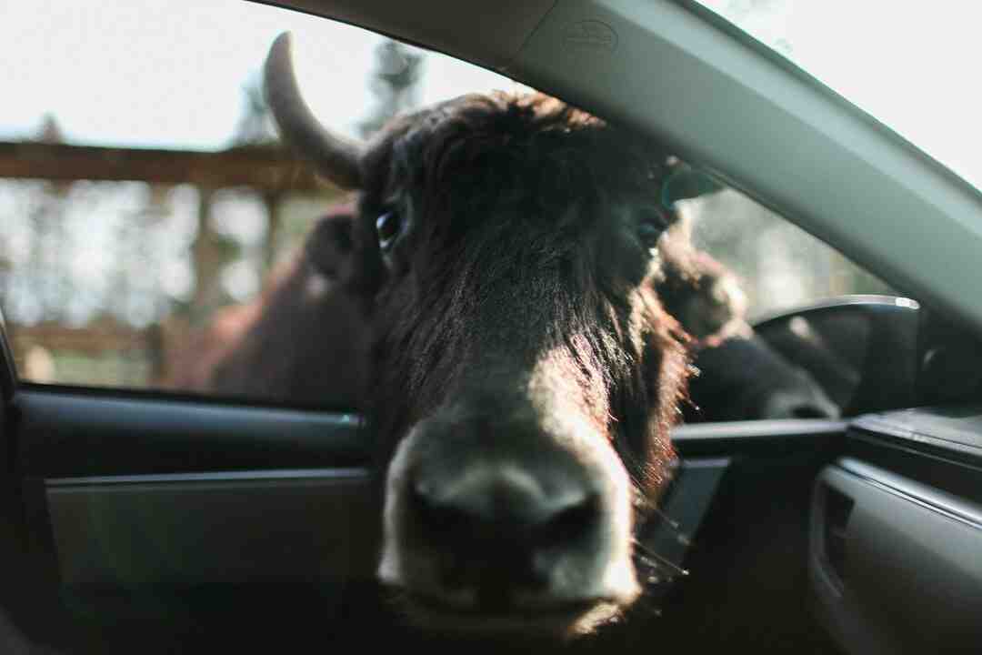 Qui est l'enfant de la vache ?