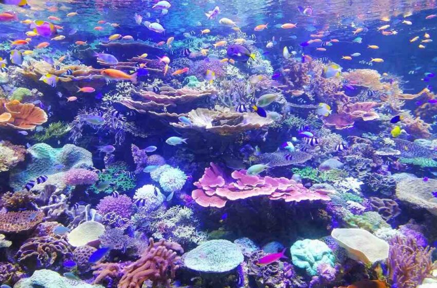 Repas de paques poisson