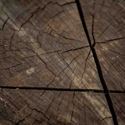 Sirop d'érable weeping wood