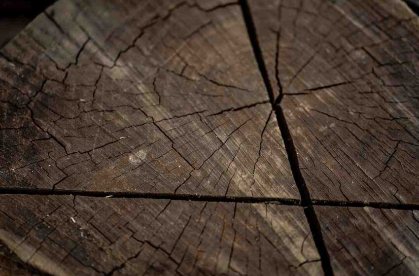 Sirop d'érable weeping wood