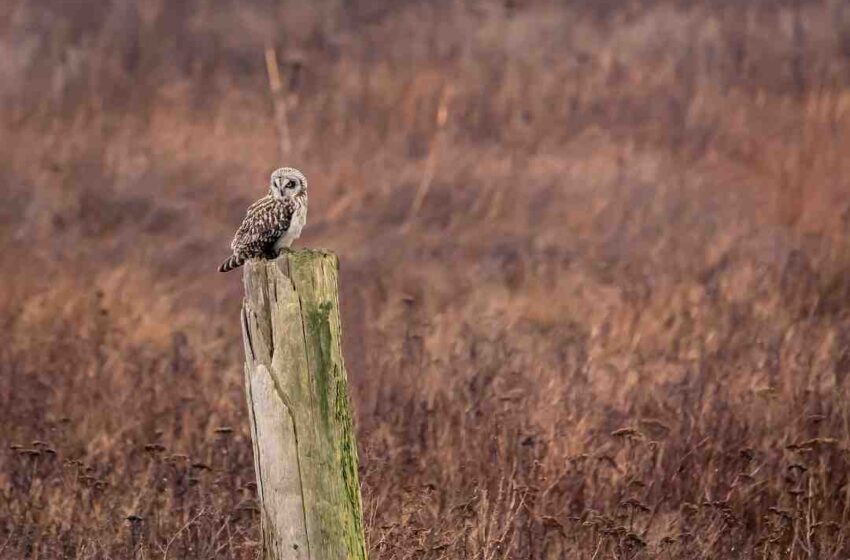 Tablier de cuisine court