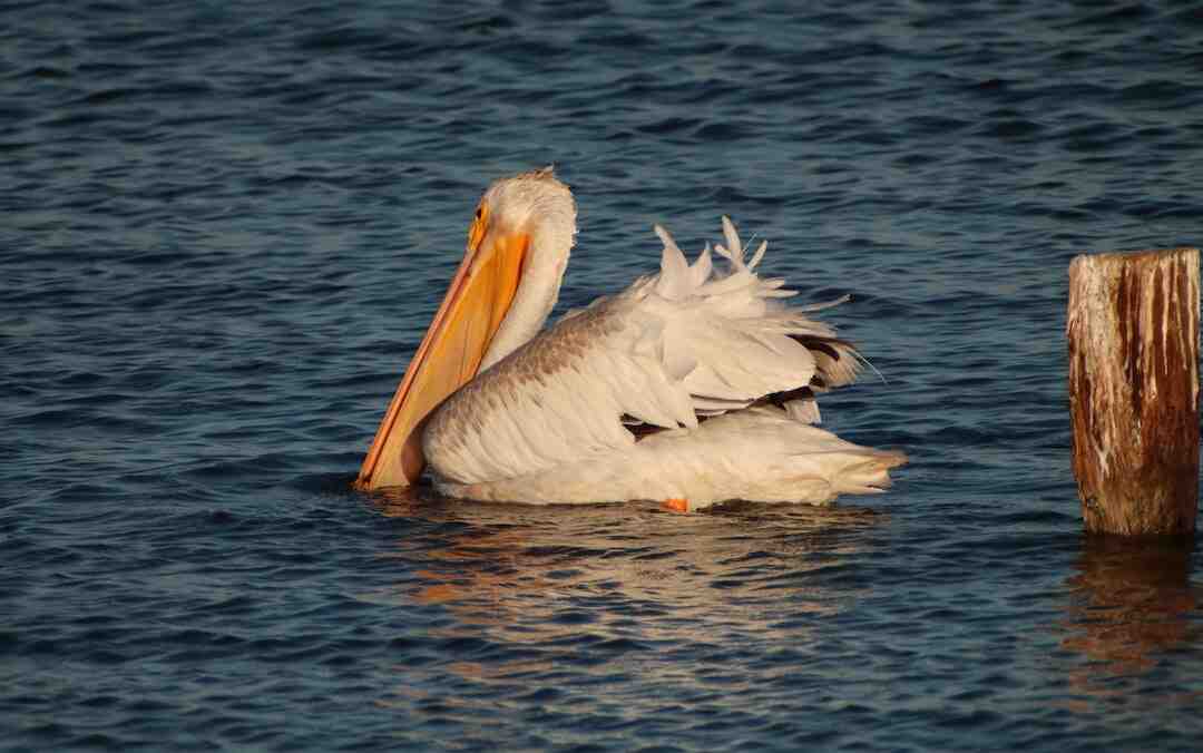 Comment Denerver les aiguillettes de canard ?