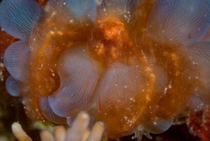 Thumbnail for Comment faire du crabe ?