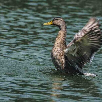 Comment manger des aiguillettes de canard ?