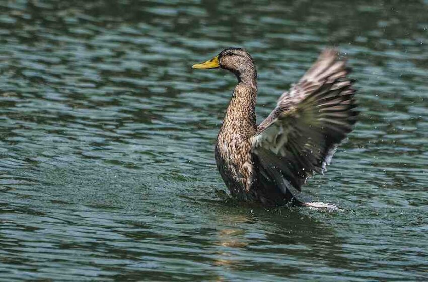 Comment manger des aiguillettes de canard ?