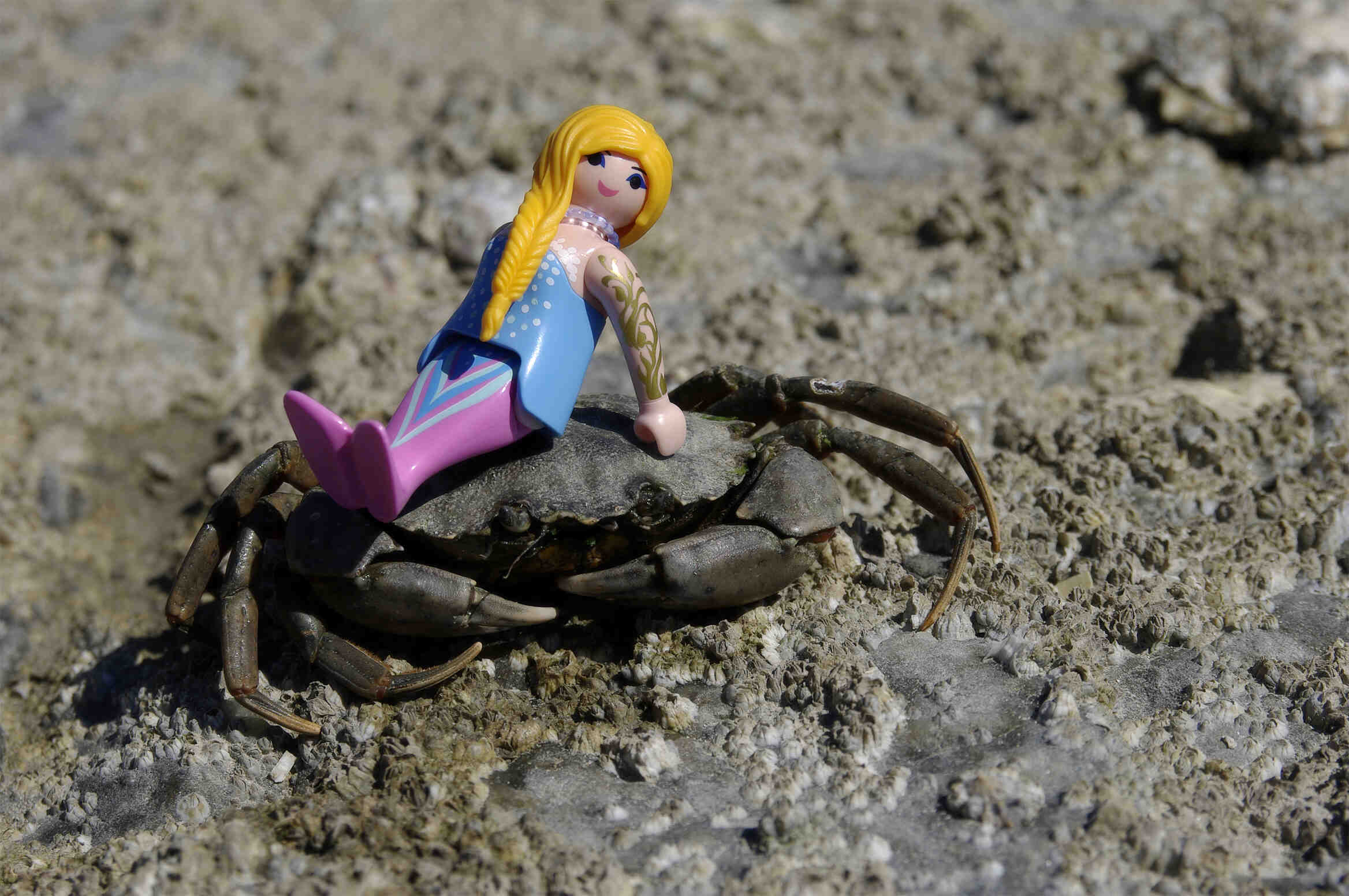 Comment savoir si une pince de crabe est cuite ?
