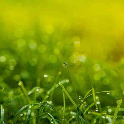 Est-ce grave d'avoir le foie gras ?