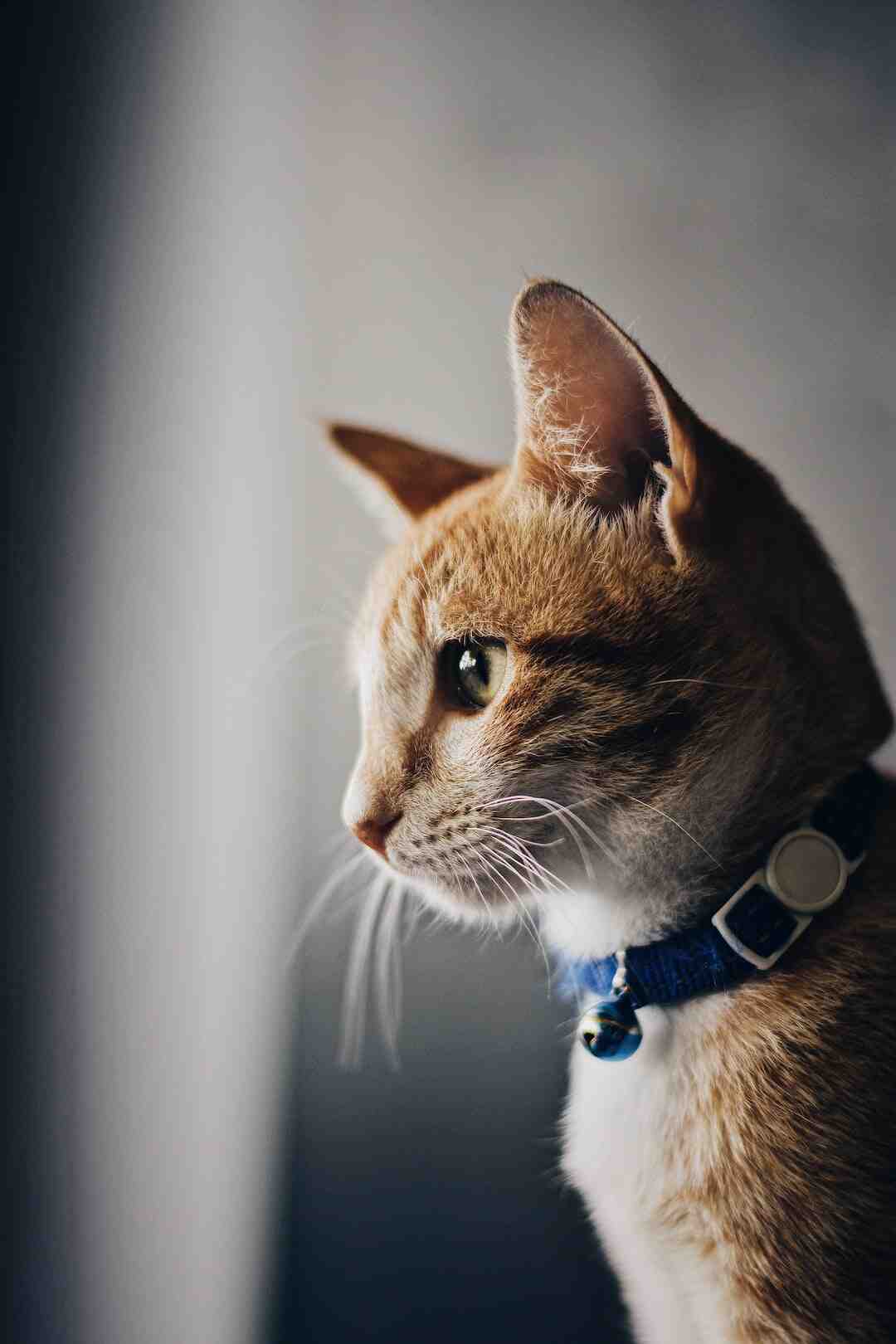 Est-ce que je peux donner du yaourt à mon chat ?