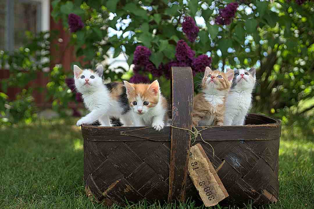 Est-ce que le poulet est bon pour les chats ?