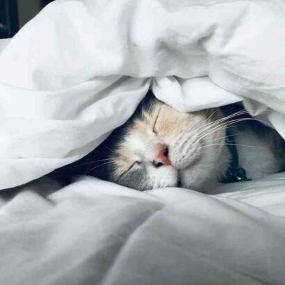 Est-ce que le riz est bon pour les chats ?